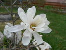 magnolia stellata