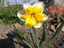 narcisa