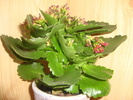 KALANCHOE