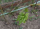 12 aprilie - fritillaria 1