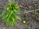 12 aprilie - fritillaria 2