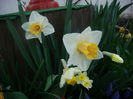 narcise 2015-04-13 (15)