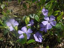 vinca 2015-04-13 (22)
