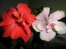 SAM_4064
