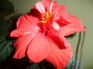 SAM_4066