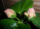 SAM_4082