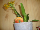 ORNITHOGALUM