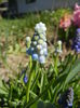 Muscari Peppermint (2015, April 10)