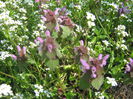 Picture My plants 2707