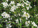 Picture My plants 2708