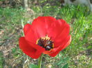 Picture My plants 2718