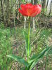 Picture My plants 2719