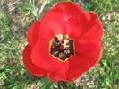 Picture My plants 2720