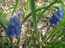 Picture My plants 2722