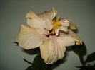 DSC00225