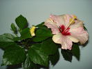 DSC00234