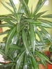 DRACAENA