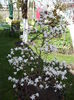 Magnolia Stellata-2015