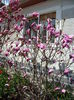 Magnolia betty, M.soulangiana rustica rubra