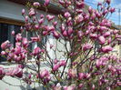 magnolia soulangiana rustica rubra