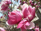 magnolia soulangiana rustica rubra