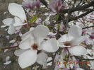 DSCN4163