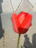 DSCN4131