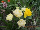DSCN4198