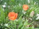 DSCN4206