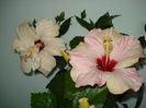 DSC00248