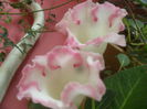 SAM_3162