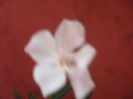 SAM_3167