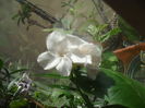 SAM_3171