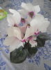 ciclama alba 2