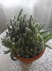 cactus soricel