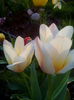 IMG_20150414_192110