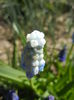 Muscari Peppermint (2015, April 11)