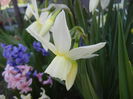 Narcissus Thalia (2015, April 11)