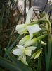 Narcissus Thalia (2015, April 11)