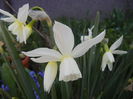 Narcissus Thalia (2015, April 11)