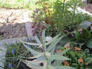 Fritillaria persica
