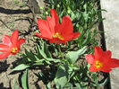 Tulipa