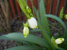 Leucojum aestivum (2015, April 11)