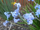 Hyacinth multiflora Blue (2015, April 11)