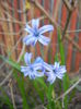 Hyacinth multiflora Blue (2015, April 11)