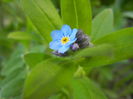 Myosotis alpestris (2015, April 11)
