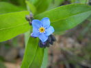Myosotis alpestris (2015, April 11)