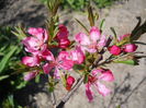 Prunus tenella?