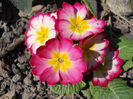 Primula