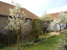 Pear tree